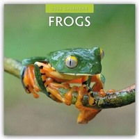 Abbildung von: Frogs - Frosch - Frösche 2026 - 16-Monatskalender - Red Robin Publishing Ltd.