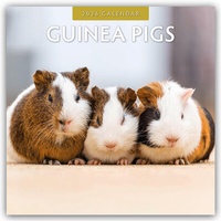 Abbildung von: Guinea Pigs - Meerschweinchen 2026 - 16-Monatskalender - Red Robin Publishing Ltd.