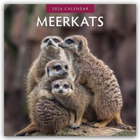 Abbildung von: Meerkats - Erdmännchen 2026 - 16-Monatskalender - Red Robin Publishing Ltd.