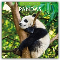 Abbildung von: Pandas - Pandabären 2026 - 16-Monatskalender - Red Robin Publishing Ltd.