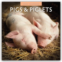 Abbildung von: Pigs & Piglets - Schweine & Ferkel 2026 - 16-Monatskalender - Red Robin Publishing Ltd.