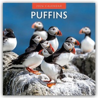Abbildung von: Puffins - Papageitaucher 2026 - 16-Monatskalender - Red Robin Publishing Ltd.