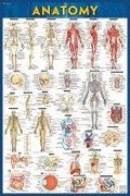 Cover: Anatomy Poster (24 X 36 Inches) Laminated - Barcharts, Inc