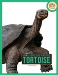 Cover: Tortoise - Creative Company