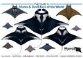 Cover: Field Guide to Manta & Devil Rays of the World - The Manta Trust