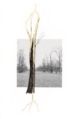 Cover: Giuseppe Penone. Thoughts in the Roots - K&ouml;nig, Walther