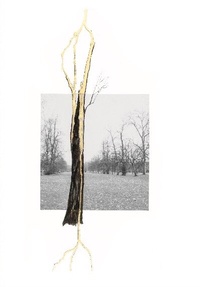 Abbildung von: Giuseppe Penone. Thoughts in the Roots - König, Walther