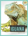 Cover: Iguana - Creative Education