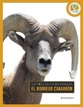 Cover: El Borrego Cimarron - Creative Education