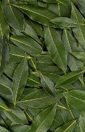 Cover: Bay Leaf Journal - Barnes & Noble Press