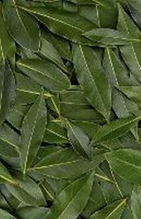 Enlarge image Cover: Bay Leaf Journal - Barnes & Noble Press
