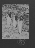 Cover: Le Nemesiache: Reclaiming Mythological Rituals - Mousse Publishing