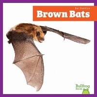 Enlarge image Cover: Brown Bats - Bullfrog Books