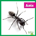 Cover: Ants - Bullfrog Books