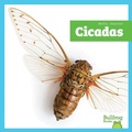 Cover: Cicadas - Bullfrog Books