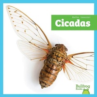 Enlarge image Cover: Cicadas - Bullfrog Books
