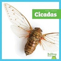 Enlarge image Cover: Cicadas - Bullfrog Books