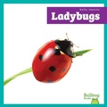 Cover: Ladybugs - Bullfrog Books