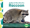 Cover: Day in the Life of a Raccoon - Abdo Kids Junior