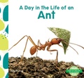 Cover: Day in the Life of an Ant - Abdo Kids Junior