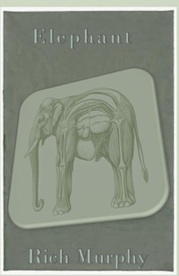 Enlarge image Cover: Elephant - Bass Clef Books