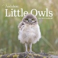 Cover: Audubon Little Owls Mini Wall Calendar 2027 - Workman Calenders