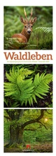 Cover: Waldleben Triplet-Kalender 2027 | Spaziergang durch heimische W&auml;lder - Ackermann Kunstverlag