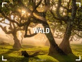 Cover: Wald Gallery Kalender 2027 - Ackermann Kunstverlag
