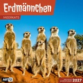 Bild: Erdm&auml;nnchen Kalender 2027 - 30x30 - Art12 - Ackermann Kunstverlag