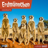 Bild vergrößern Bild: Erdmännchen Kalender 2027 - 30x30 - Art12 - Ackermann Kunstverlag