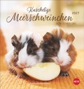 Cover: Kuschelige Meerschweinchen Postkartenkalender 2027 - Heye