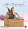 Cover: Süße Kaninchen Postkartenkalender 2027 - Heye