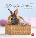 Cover: S&uuml;&szlig;e Kaninchen Postkartenkalender 2027 - Heye