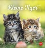 Bild: Katzen Postkartenkalender Kleine Tiger 2027 - Heye