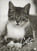 Bild: Cats Edition Kalender 2027 - Heye