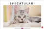 Bild: Whiskas Katzenkalender 2027 - Heye