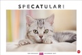 Bild: Whiskas Katzenkalender 2027 - Heye