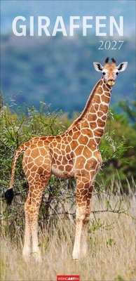 Enlarge image Cover: Giraffen Kalender 2027 - Weingarten