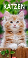 Cover: Katzen Kalender 2027 - Weingarten