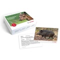 Cover: Lernkarten Ansprechen von Schalenwild - Heintges Lehr- und Lernsystem GmbH