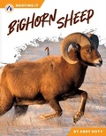 Cover: Bighorn Sheep - North Star Editions
