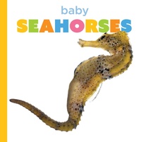 Enlarge image Cover: Baby Seahorses - Creative Company