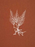 Cover: Brigantinas - L'Artiere