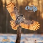 Cover: Magic Owls 2027 - Tushita PaperArt GmbH