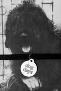 Cover: dog days - SHIFT BOOKS