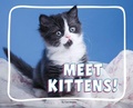 Cover: Meet Kittens! - Pebble Books