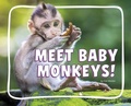 Cover: Meet Baby Monkeys! - Pebble Books