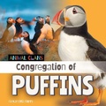 Cover: Congregation of Puffins - Cherry Lake Publishing