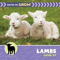 Cover: Lambs Grow Up - Cherry Lake Publishing
