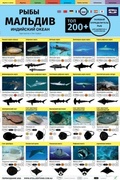 Cover: Polevoy Opredelitel Ryb - Atoll Editions